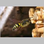 Ancistrocerus nigricornis - Lehmwespe 20a am IH beim Eintrag einer Schmetterlingslarve.jpg